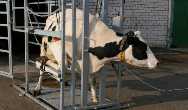 Обрезка копыт у коров: зачем нужна, как проводится подручными инструментами и в станке?