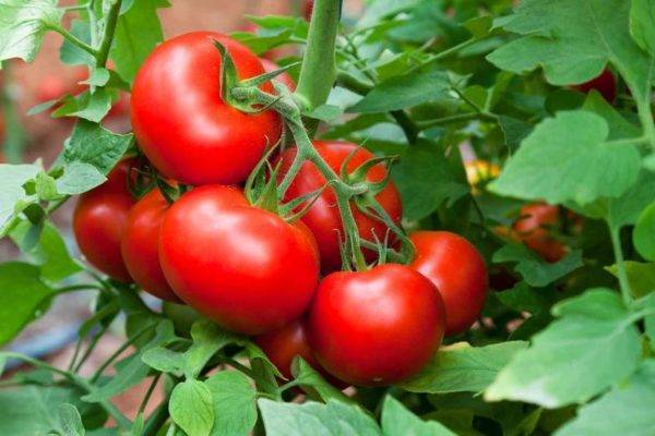 Сорта томатов: благовест f1: классика отечественного овощеводства