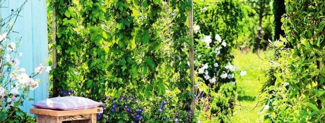 Плетущиеся и вьющиеся: фото и названия самых популярных многолетних растений для сада, оформления беседок и заборов
