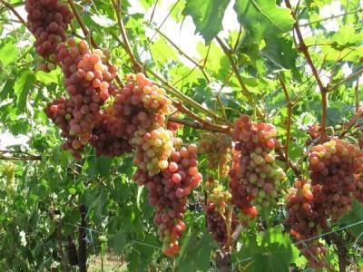 Лучшие сорта винограда для подмосковья с описанием