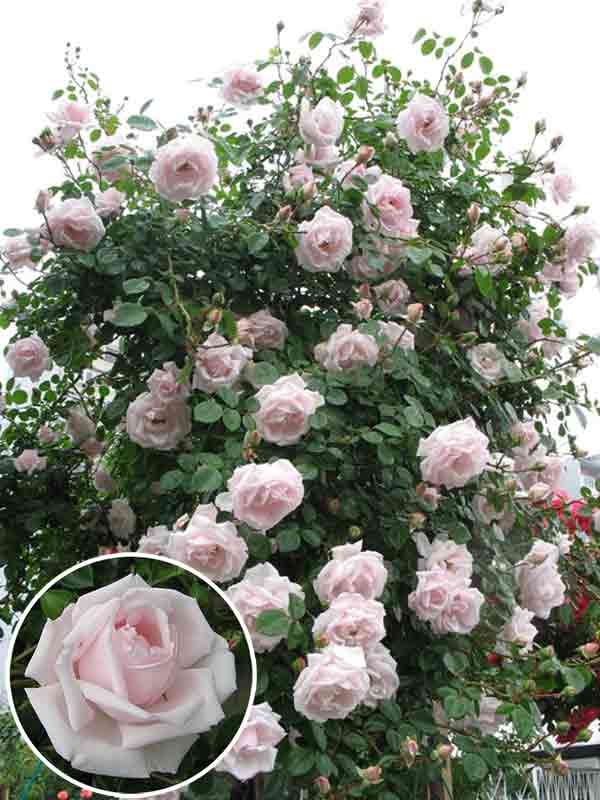 Неприхотливая и ароматная: особенности сорта роз «нью доун»