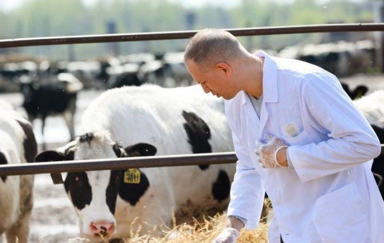 Причины, симптомы, диагностика и лечение ацидоза рубца у коров. доврачебная помощь