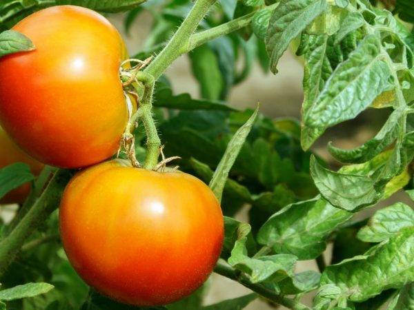 Дачный салют: как вырастить сливовидный томат, подробное описание и рекомендации садоводов