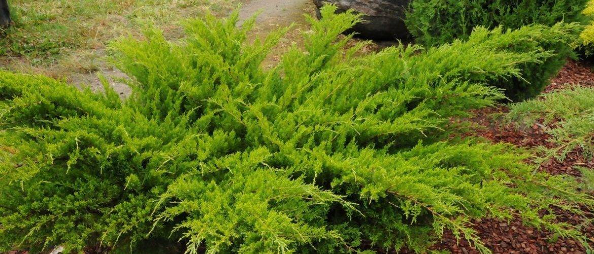 Можжевельник казацкий блу дануб (juniperus sabina blue danube)