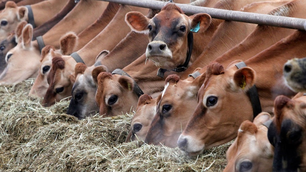 Всё о лейкозе у коров: пути заражения, признаки и в чём опасность?