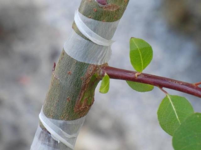 Прививка деревьев весной, способы прививки плодовых деревьев для начинающих - pocvetam.ru
