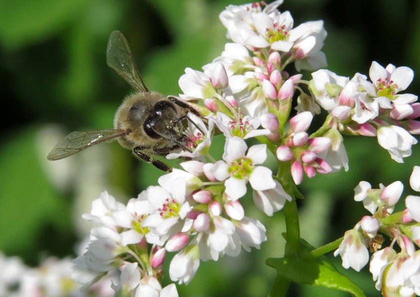 Лучшие растения-медоносы для пчёл