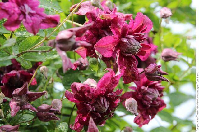 Описание клематиса сорта пурпуреа плена элеганс, выращивание и обрезка