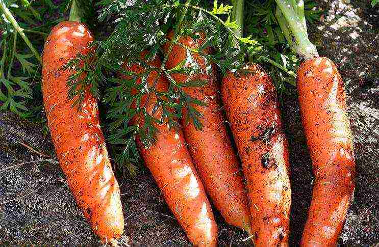 Как вырастить морковь из семян: посадка в открытый грунт