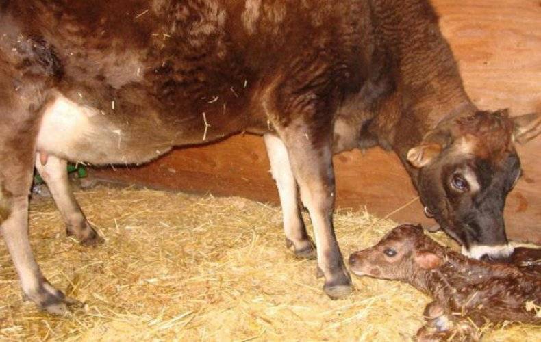 Корова не встает после отела: что делать, причины, лечение, профилактика | 
ветеринарная служба владимирской области