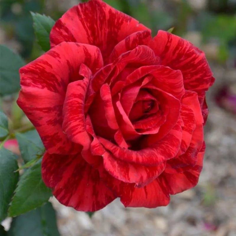 Чайно-гибридная роза red intuition (ред интуишн): фото, посадка и уход