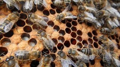 Все про пчелиный расплод и его болезни