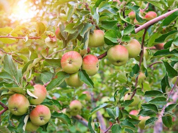 Сорт яблони эрли женева – описание, фото