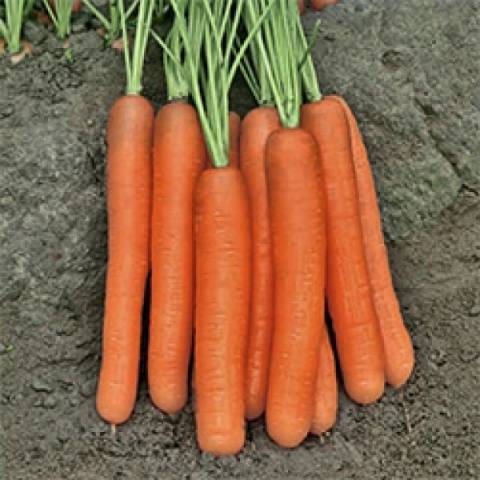 Лучшие сорта моркови для открытого грунта: фото, описания, отзывы