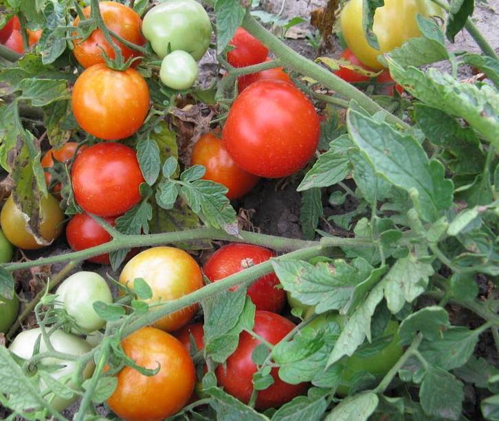 Характеристика сорта томата видимо-невидимо, описание сорта и особенности выращивания помидор