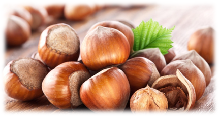 Фундук (лесной орех) – калорийность, польза и вред, полезные свойства и противопоказания