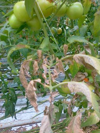 Почему сохнут и желтеют листья у помидоров в теплице: определяем причины