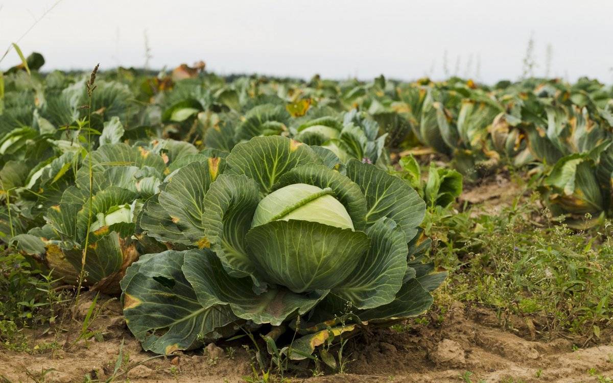 Что случилось с рассадой капусты? 11 самых частых проблем и способы их решения