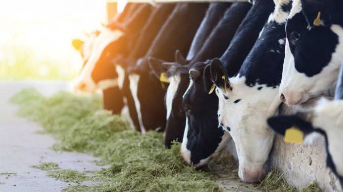 Как влияет раздой на молочную продуктивность коров?