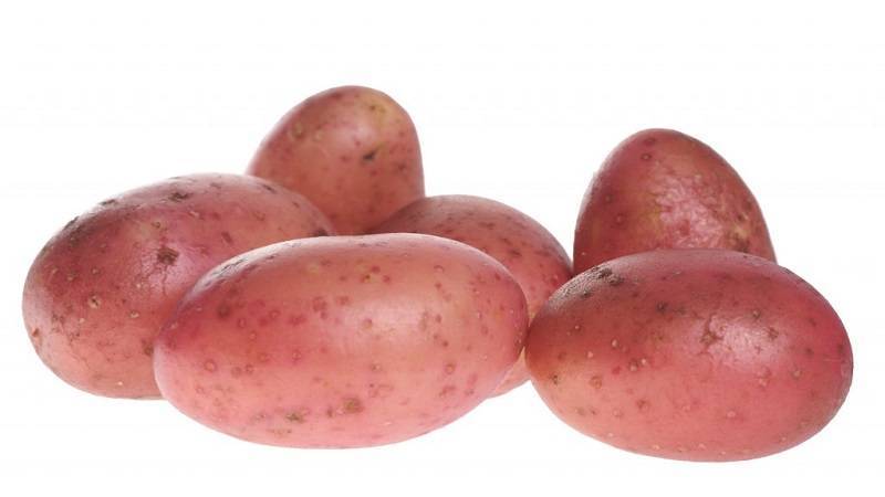 Картофель рябинушка: описание и характеристика, отзывы
