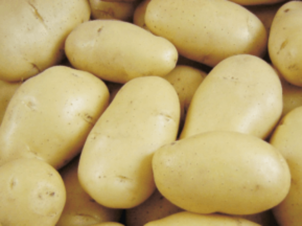 Лучшие сорта картофеля на 2020 год: самые высокоурожайные для регионов россии, украины и белоруссии
