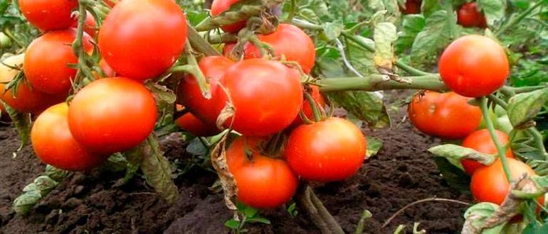 Как вырастить томат «волгоградский скороспелый 323» и чем он порадует овощевода