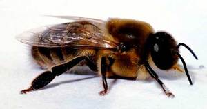 Пчелиная личинка: особенности, развитие и уход