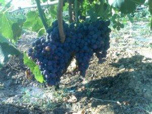 Сфинкс виноград