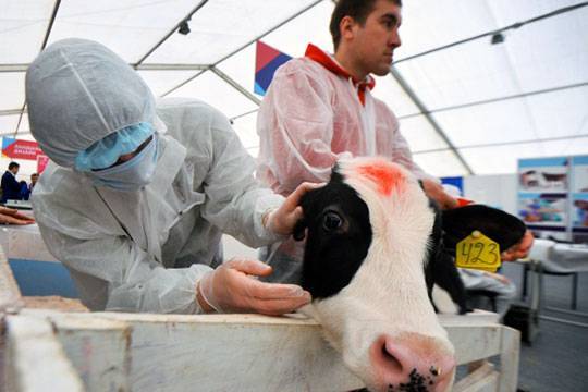 Лейкоз у коров: признаки и опасность для человека