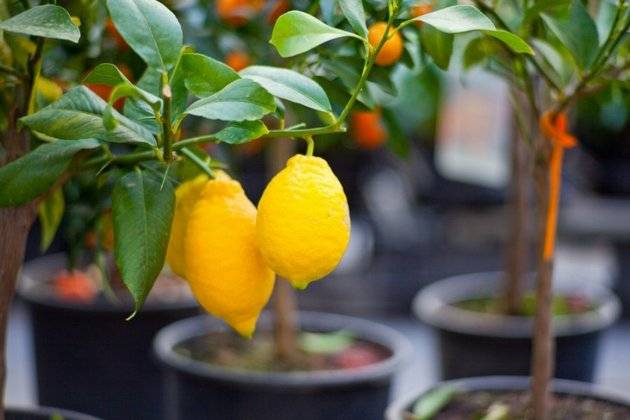 Размножение лимона черенками в домашних условиях. размножение цитрусовых черенками.