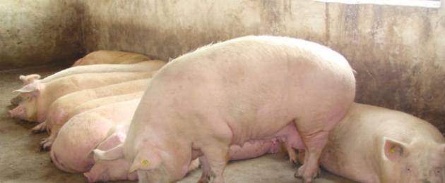 Супоросная свинья: сроки, содержание и кормление