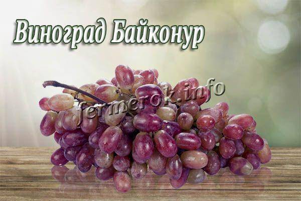 Виноград «байконур»: описание сорта, отзывы + фото и видео