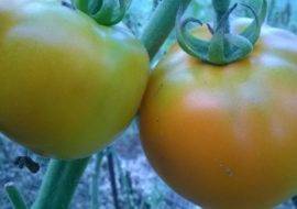 Сорт томатов сахарный гигант: описание и фото