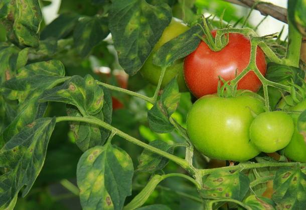 Вредители рассады томатов и методы борьбы 