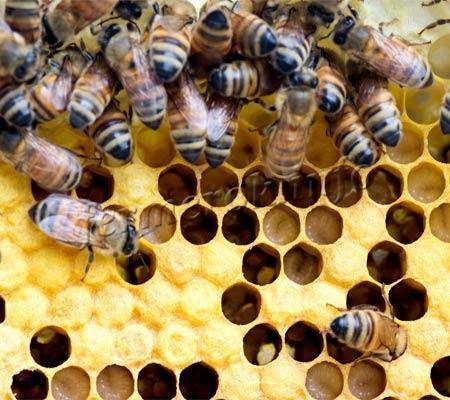 Как и чем лечить аскосфероз пчел (известковый расплод)