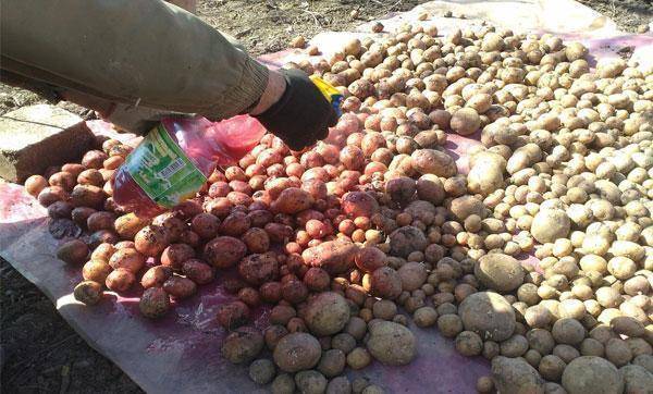 Обработка картофеля перед посадкой – назначение и методы