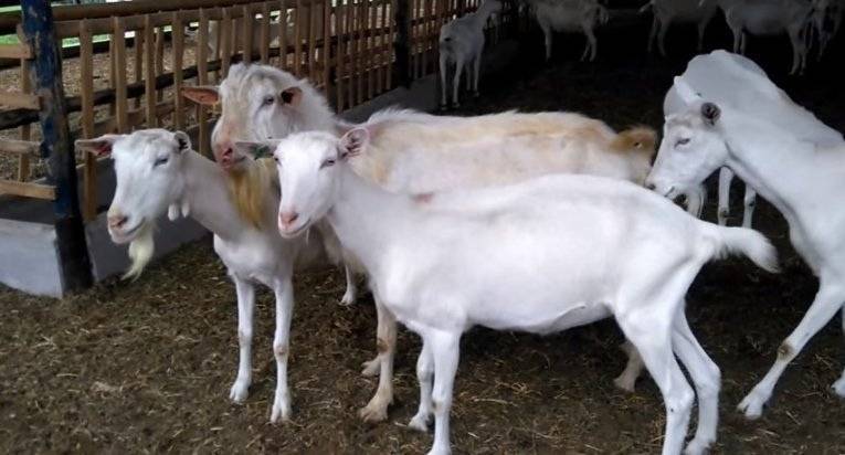 Особенности зааненской породы коз, фото