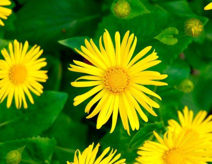 Цветок Козульник (Дороникум): выращивание из семян, когда сажать, фото