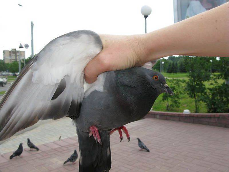Отпугнуть голубей от подоконника и балкона: способы