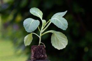 Описание сорта капусты надежда — как поднять урожайность