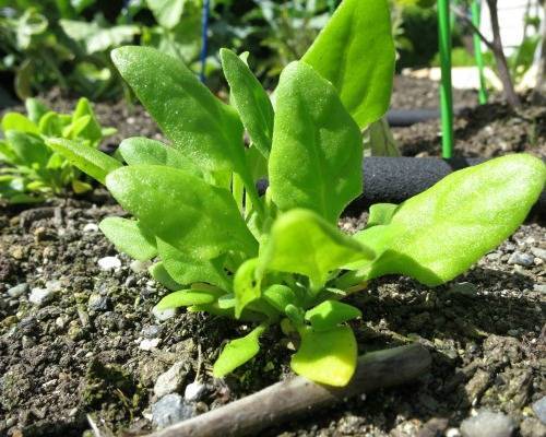 Шпинат посадка и уход в открытом грунте выращивание рассады шпината в домашних условиях и зелени на подоконнике