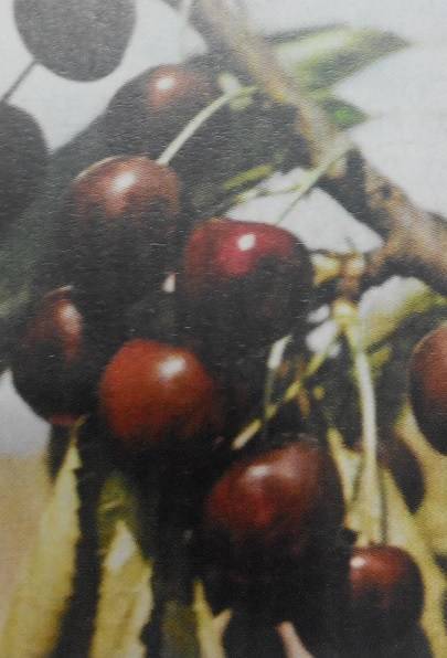 Черешня бряночка — описание сорта, фото, отзывы садоводов