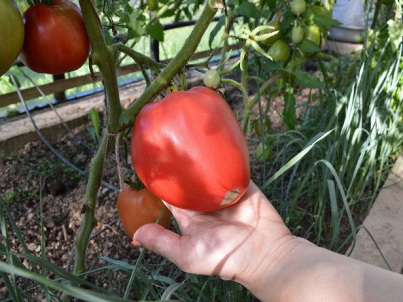 Никола: описание сорта томата, характеристики помидоров, посев