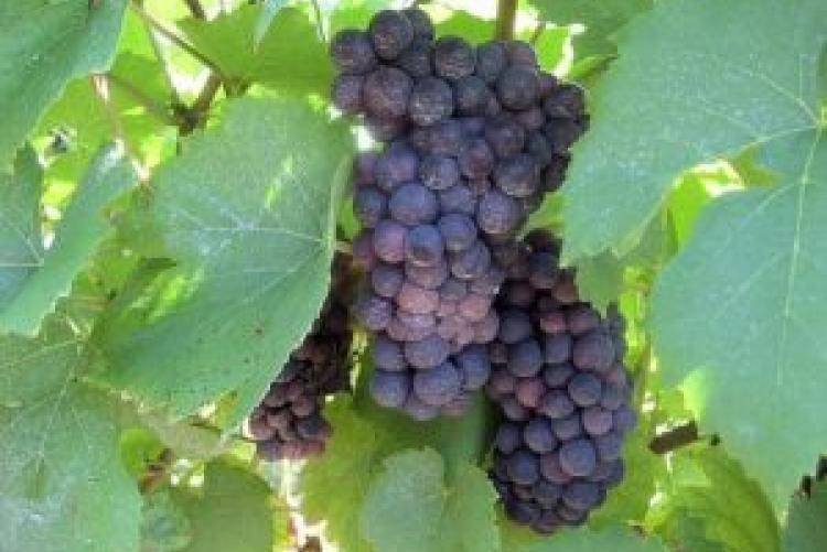 Особенности выращивания виноградной лозы сорта платовский
