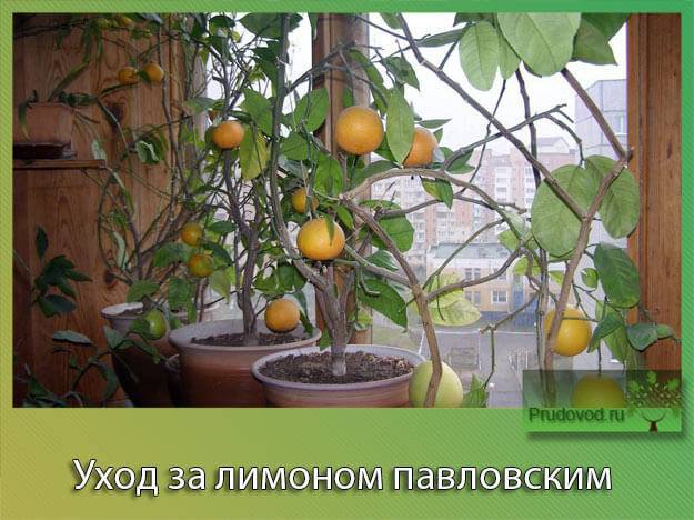 Павловский лимон (Павлова): уход в домашних условиях