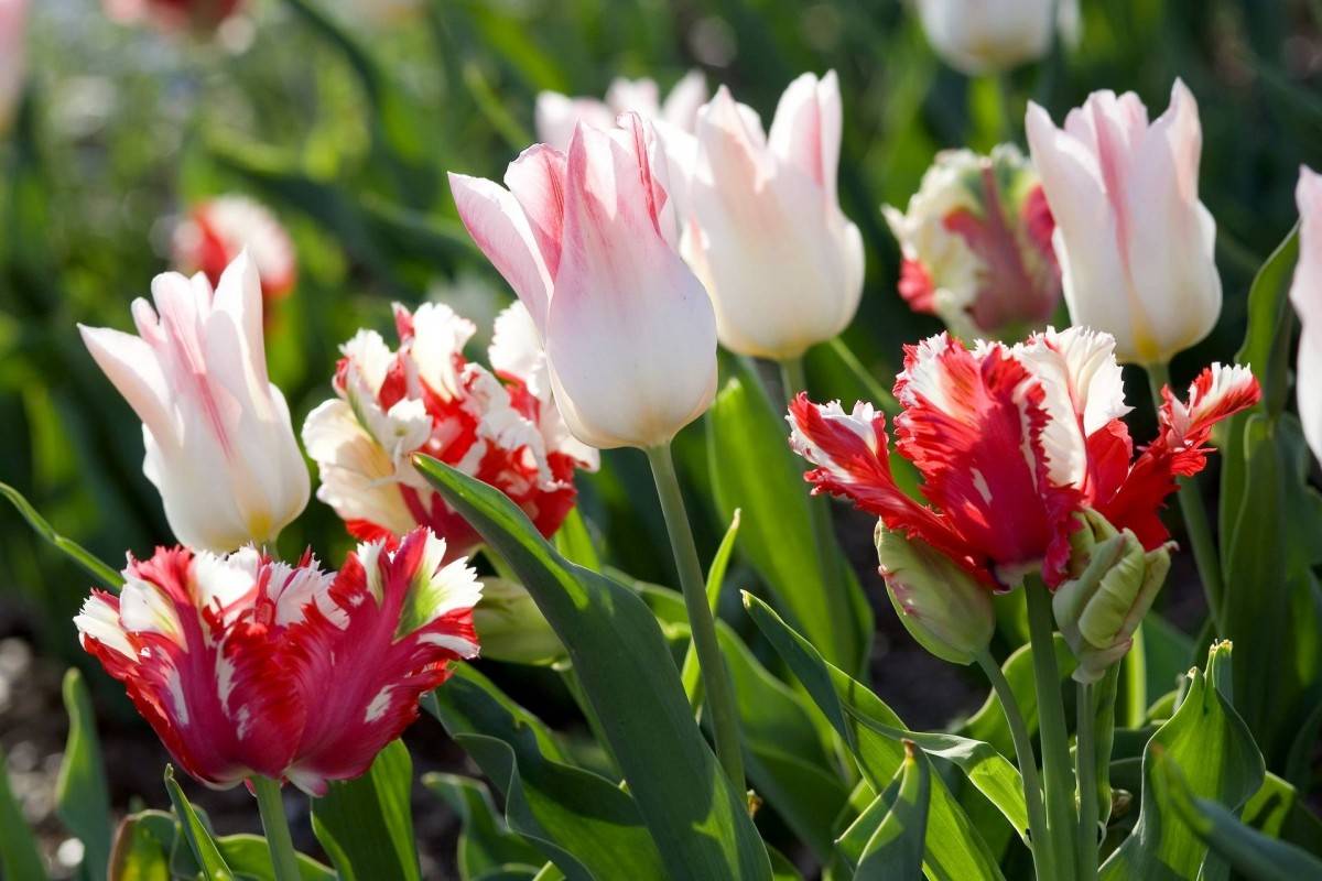 Как размножаются тюльпаны. как размножается тюльпан — особенности разведения