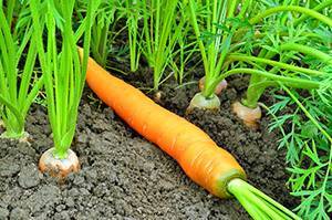 Удобрения для моркови и свеклы