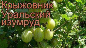 Крыжовник русский желтый: универсальный сорт для любимого сада