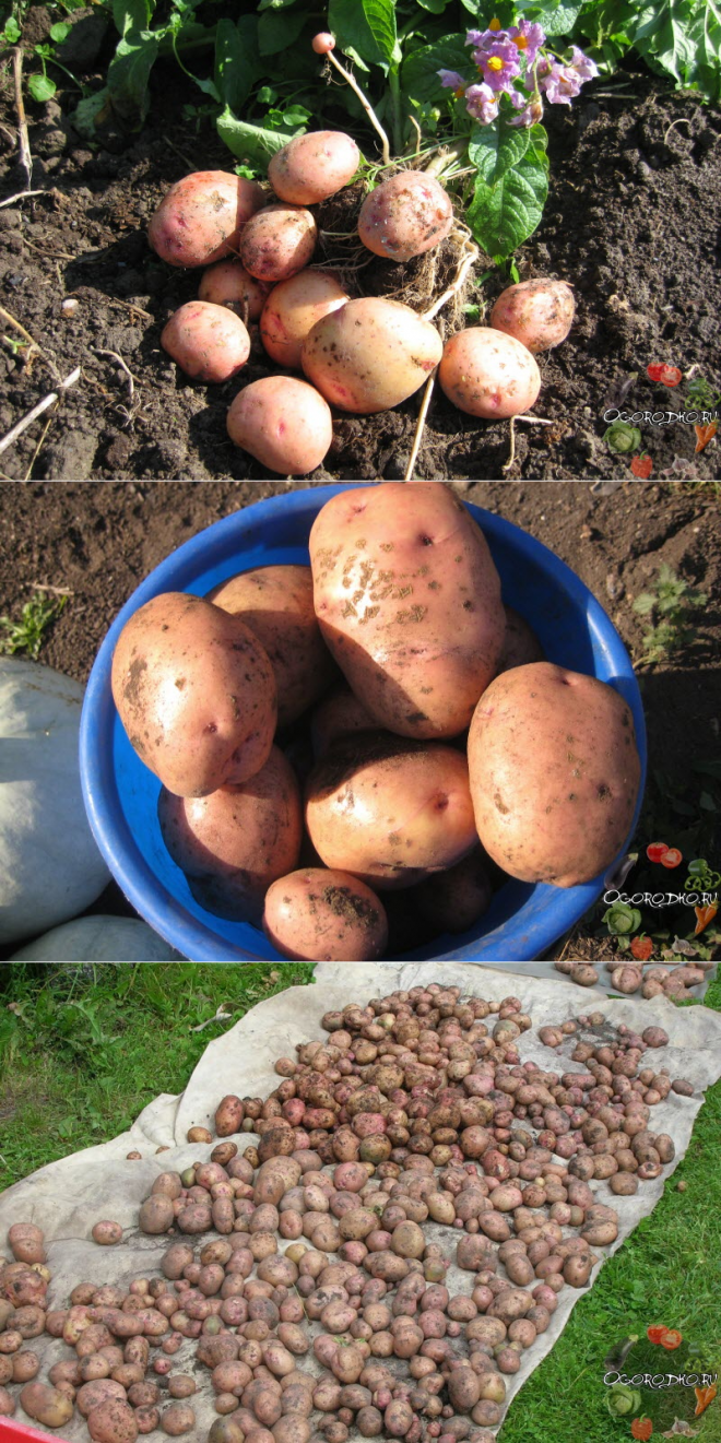 Описание сорта картофеля жуковский, отзывы, фото