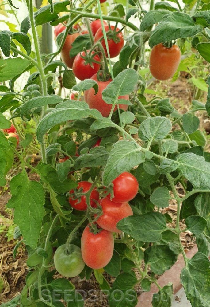 Томат аурика — описание сорта, урожайность, фото и отзывы садоводов